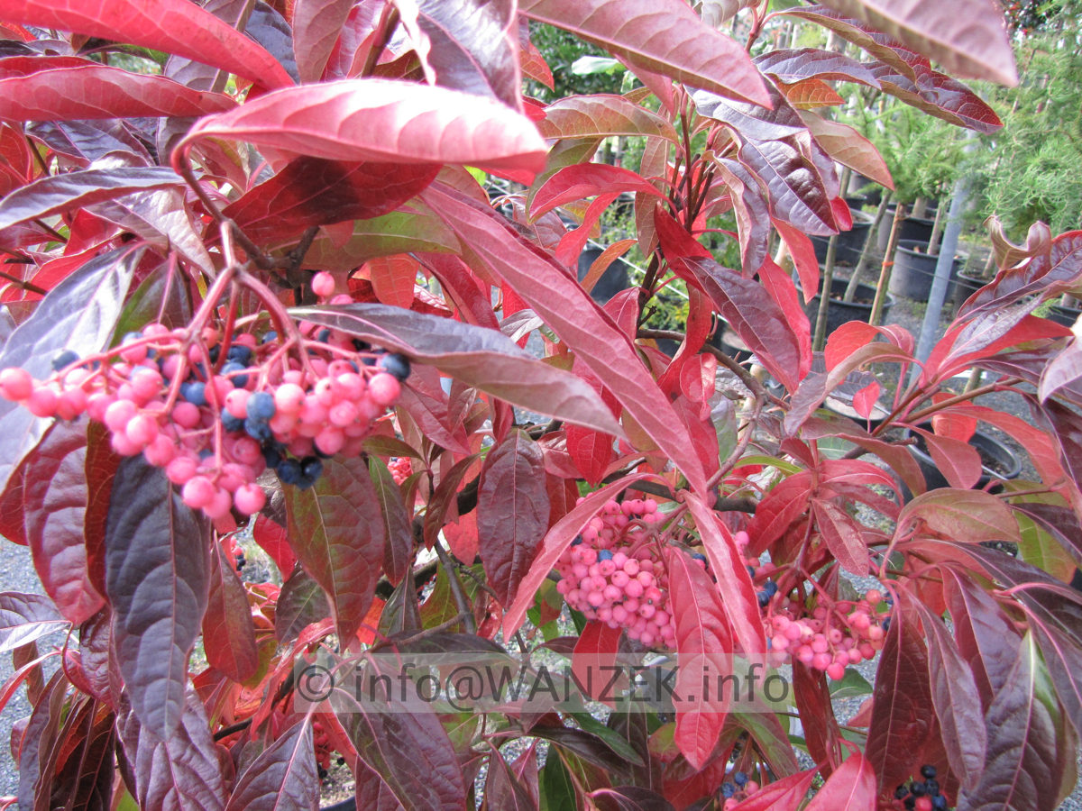 Viburnum nudum Pink Beauty 04.JPG